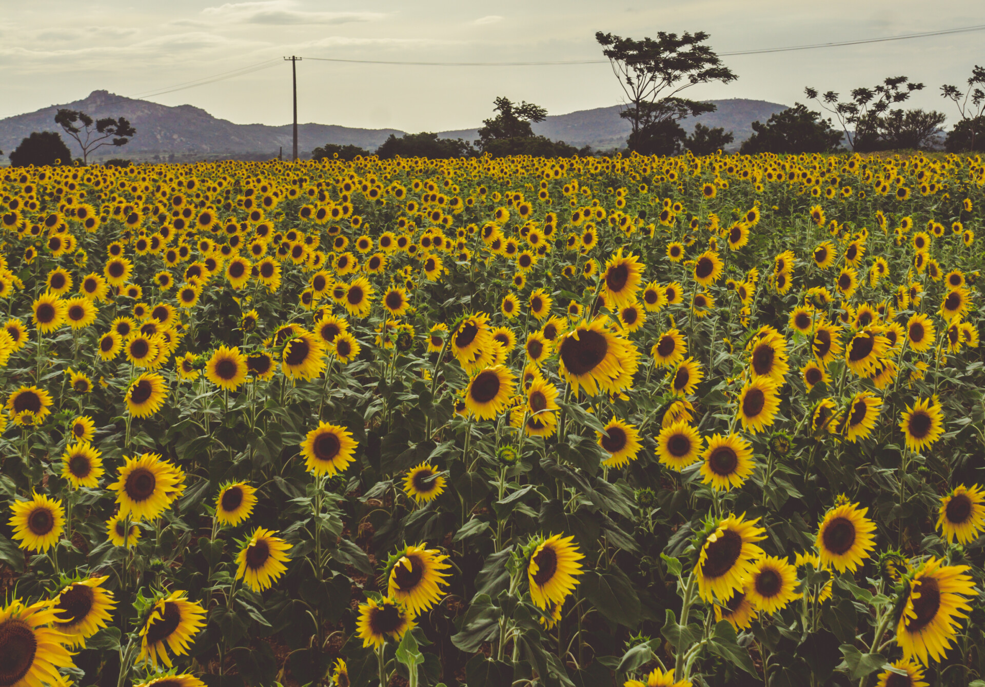 A-field-of-sunflowers